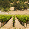 sonoma valley vineyard